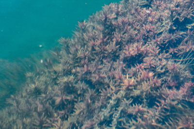 Rotala rotundifolia, photographed by Jay Pruett