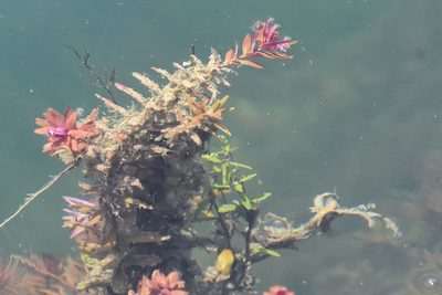 Rotala rotundifolia, photographed by Jay Pruett