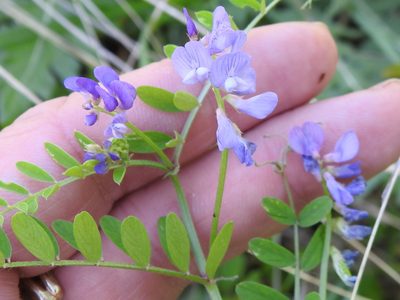 Vicia ludoviciana, photographed by Sam Kieschnick