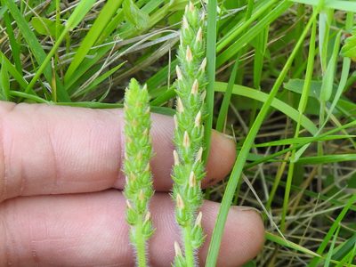 Plantago rhodosperma, photographed by Sam Kieschnick