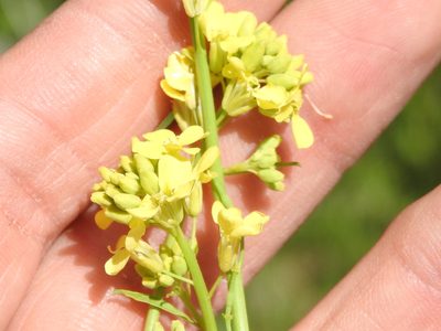 Rapistrum rugosum, photographed by Sam Kieschnick