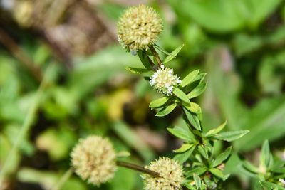 Spermacoce verticillata, photographed by Jay Pruett