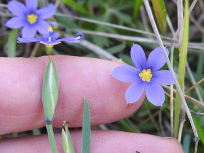 Sisyrinchium pruinosum, photographed by Sam Kieschnick
