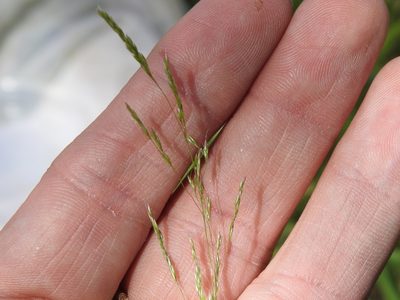 Agrostis hyemalis, photographed by Sam Kieschnick