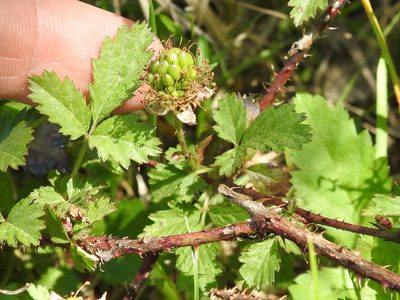 Rubus trivialis, photographed by Sam Kieschnick