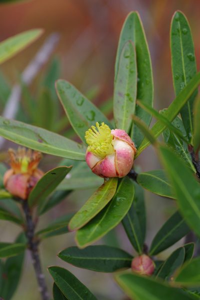 Montrouziera sphaeroidea, photographed by Antoine Guiguet