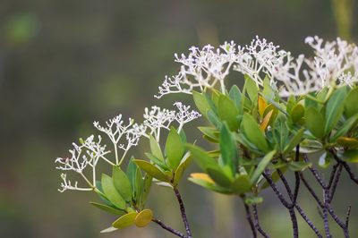 Psychotria rupicola, photographed by Antoine Guiguet