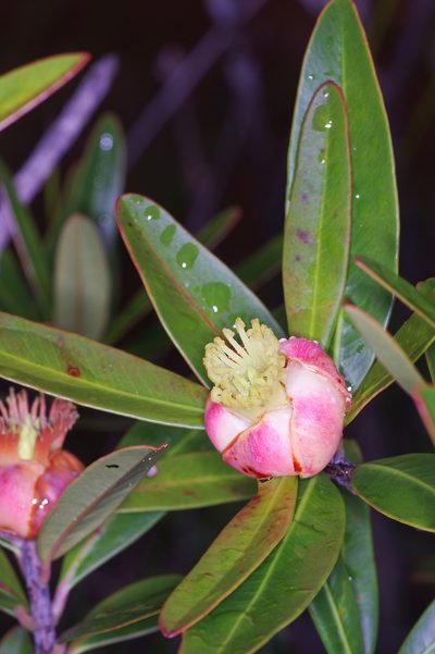 Montrouziera sphaeroidea, photographed by Antoine Guiguet