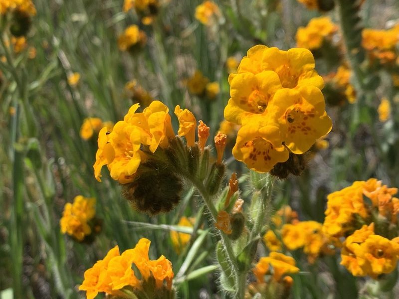 Amsinckia douglasiana, photographed by william_hoyer
