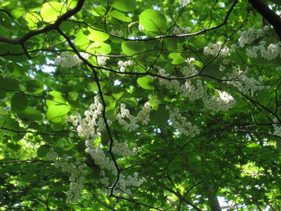 Styrax obassia, photographed by Marco Mussita