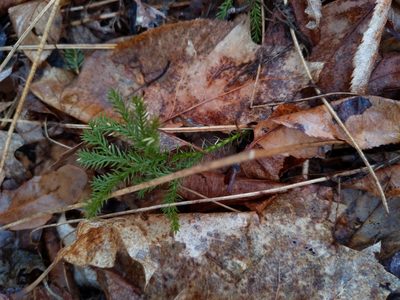 Dendrolycopodium dendroideum, photographed by Cecil Smith
