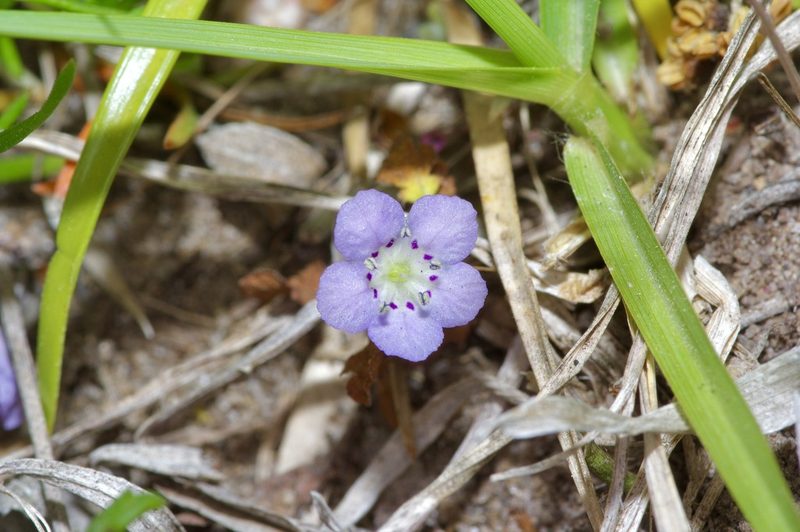 Phacelia glabra, photographed by Michelle W. （鍾偉瑋）