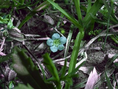 Phacelia glabra, photographed by Michelle W. （鍾偉瑋）