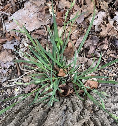 Carex laxiflora, photographed by Ashwin Srinivasan