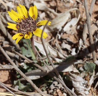 Berlandiera lyrata, photographed by Catherine C. Galley