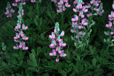 Lupinus subcarnosus, photographed by Michelle W. （鍾偉瑋）