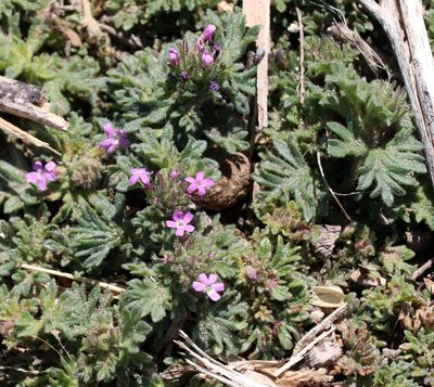 Verbena pumila, photographed by Catherine C. Galley