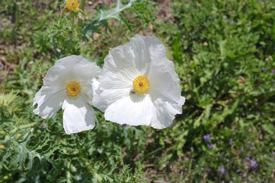 Argemone albiflora, photographed by Michelle W. （鍾偉瑋）