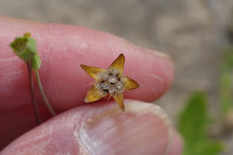 Krigia occidentalis, photographed by Michelle W. （鍾偉瑋）