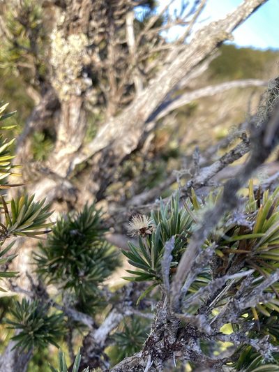 Olearia pinifolia, photographed by krumpianking