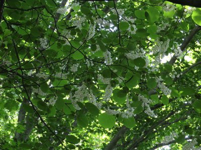 Styrax obassia, photographed by Marco Mussita