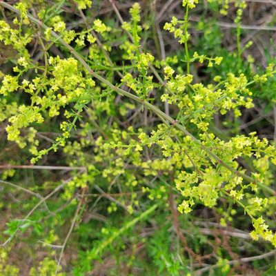 Galium angustifolium, photographed by Dan Horowitz