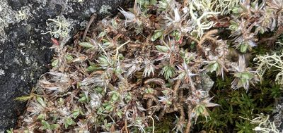 Paronychia argyrocoma