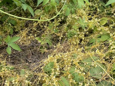 Cuscuta campestris, photographed by chen ying-hsiao