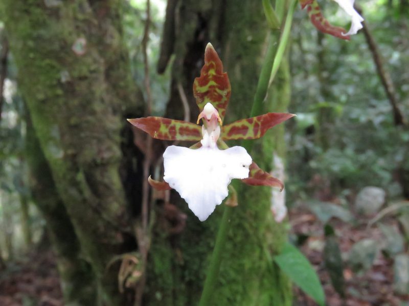 Rhynchostele bictoniensis, photographed by Sobeida Morales