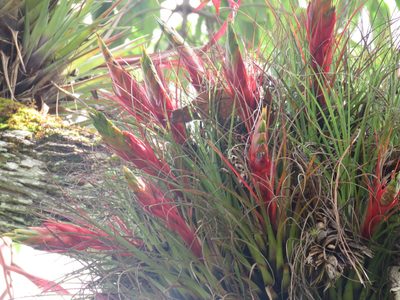 Tillandsia punctulata, photographed by Sobeida Morales