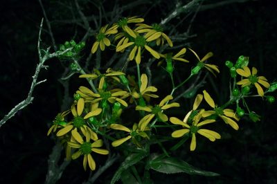 Senecio ampullaceus, photographed by Michelle W. （鍾偉瑋）