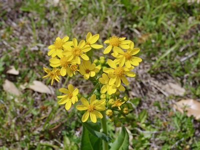 Senecio ampullaceus, photographed by Michelle W. （鍾偉瑋）