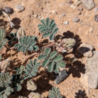 Dalea mollissima, photographed by Dominic Gentilcore