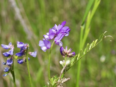 Vicia ludoviciana, photographed by Michelle W. （鍾偉瑋）