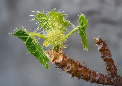Cnidoscolus rotundifolius, photographed by Alan Rockefeller