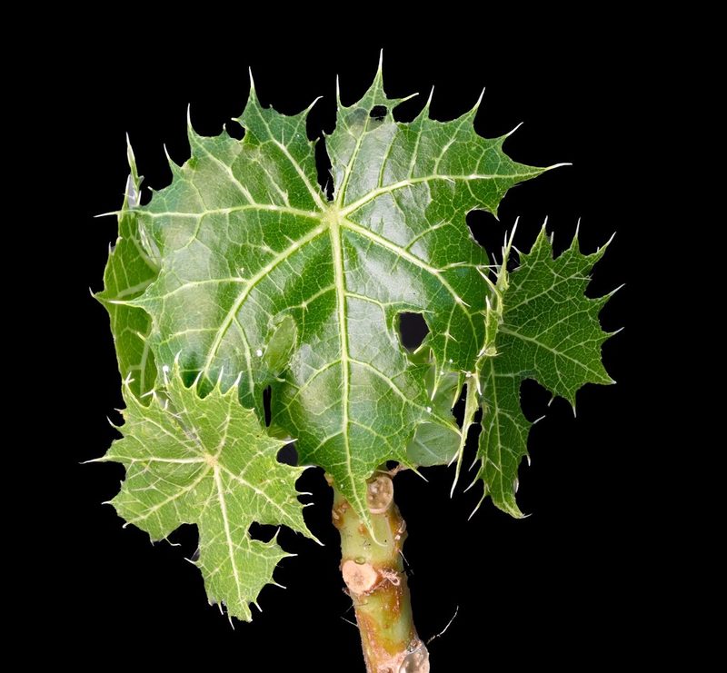 Cnidoscolus rotundifolius, photographed by Alan Rockefeller