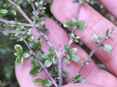 Coprosma dumosa, photographed by Colin Meurk