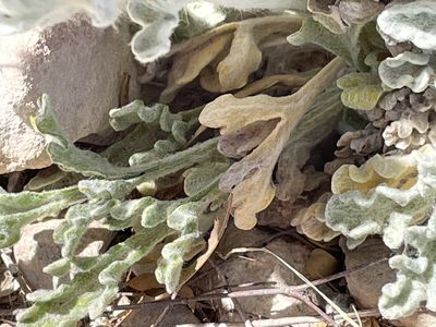 Baileya multiradiata, photographed by Bobby McCabe