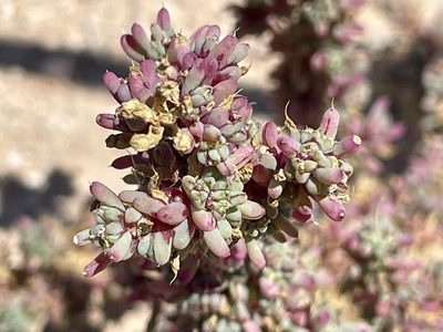 Halogeton glomeratus, photographed by Bobby McCabe