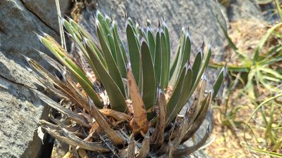Agave victoriae-reginae, photographed by Alan Rockefeller