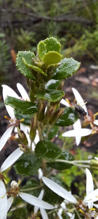 Olearia myrsinoides, photographed by spacegecko