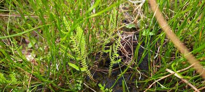 Selaginella uliginosa, photographed by spacegecko