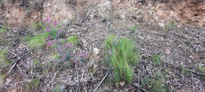 Comesperma ericinum, photographed by spacegecko
