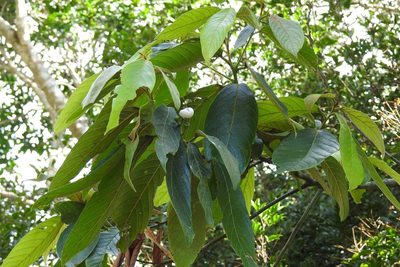 Nectandra mollis, photographed by Neptalí Ramírez Marcial