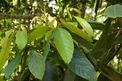 Nectandra mollis, photographed by Neptalí Ramírez Marcial