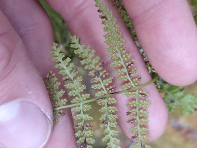Hypolepis millefolium, photographed by Oscar Dove