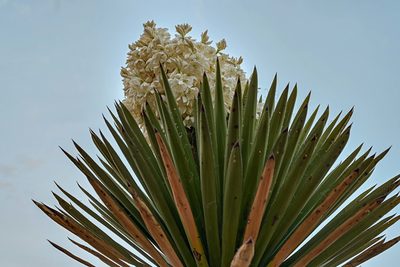 Yucca carnerosana, photographed by Alan Rockefeller