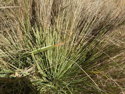 Aciphylla subflabellata, photographed by Sarah Richardson