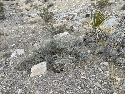 Ephedra nevadensis, photographed by CK2AZ