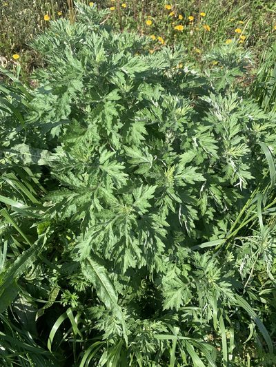 Artemisia princeps, photographed by 岸本年郎